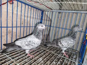 Giribaz Pigeon