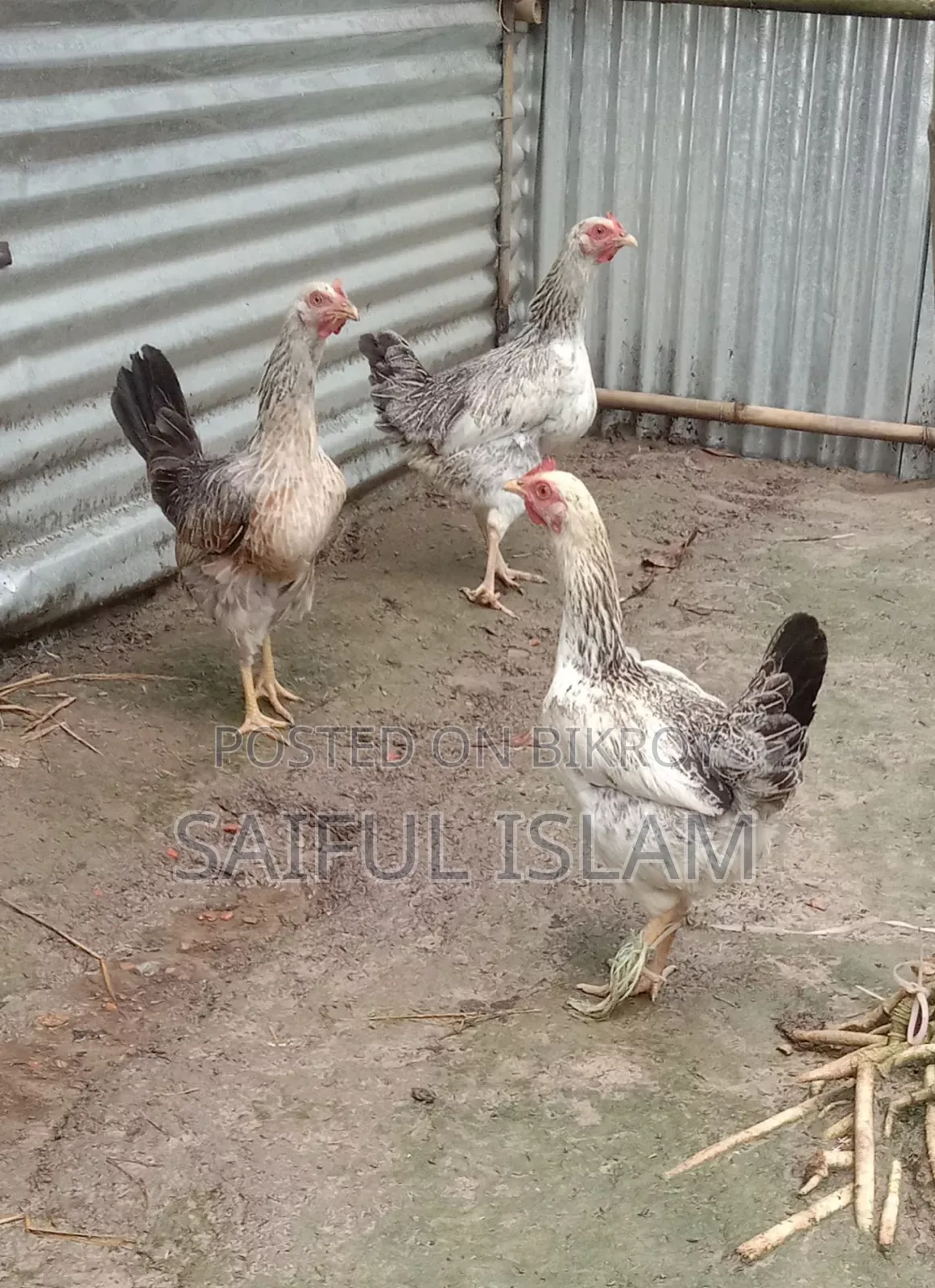 Want to sell local rooster/hen.