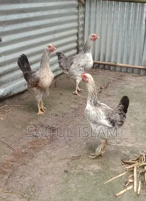 Want to sell local rooster/hen.