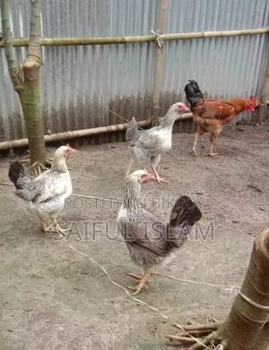 Want to sell local rooster/hen.