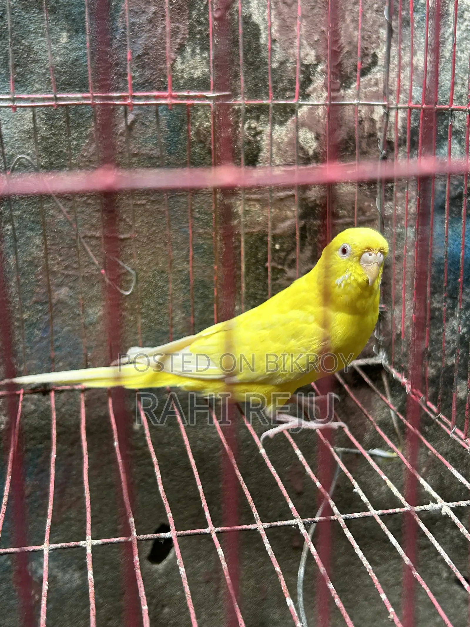 Lutino Running Female Sell or Exchange With Lutino Running Male