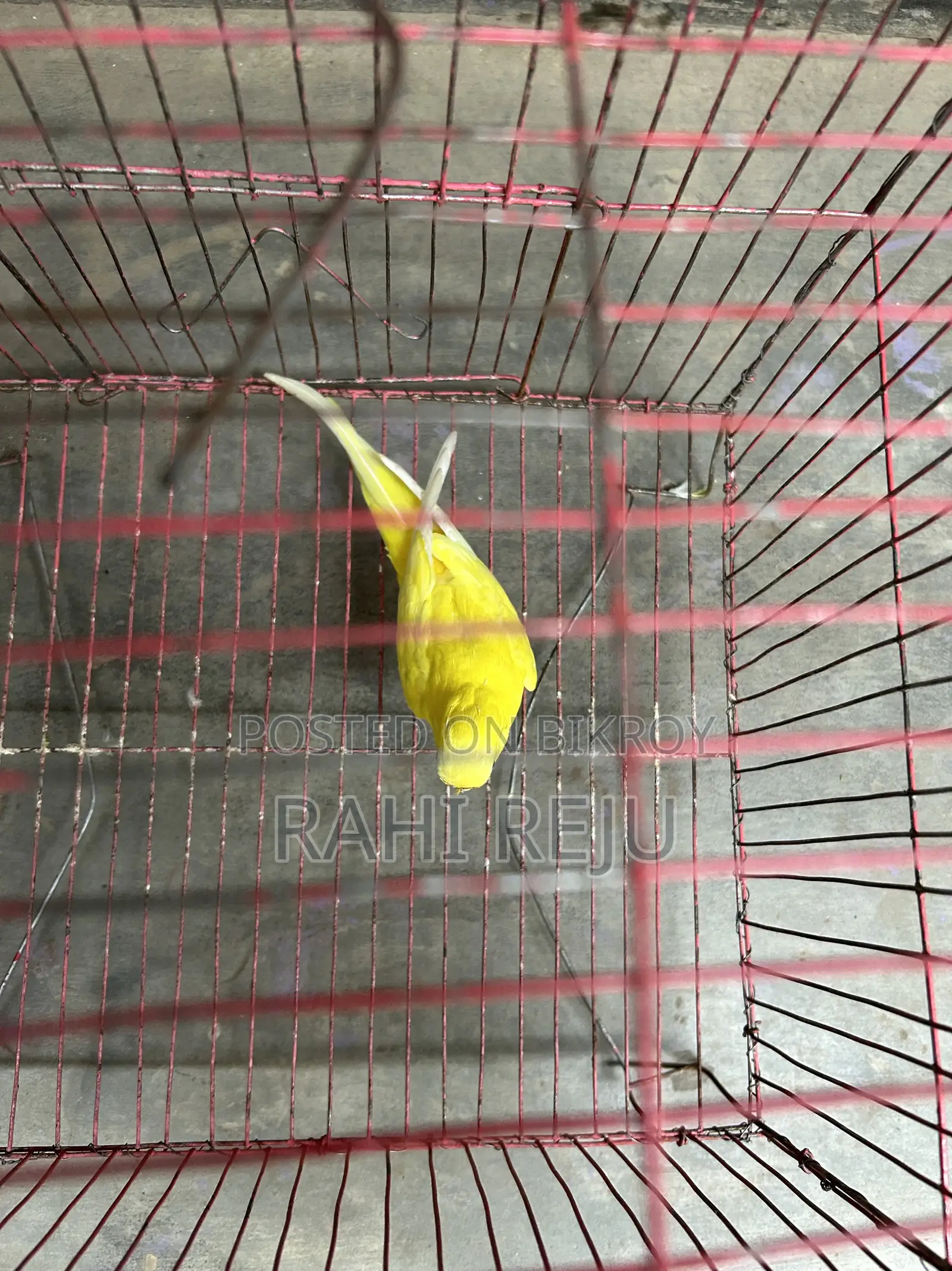 Lutino Running Female Sell or Exchange With Lutino Running Male