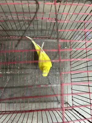 Lutino Running Female Sell or Exchange With Lutino Running Male