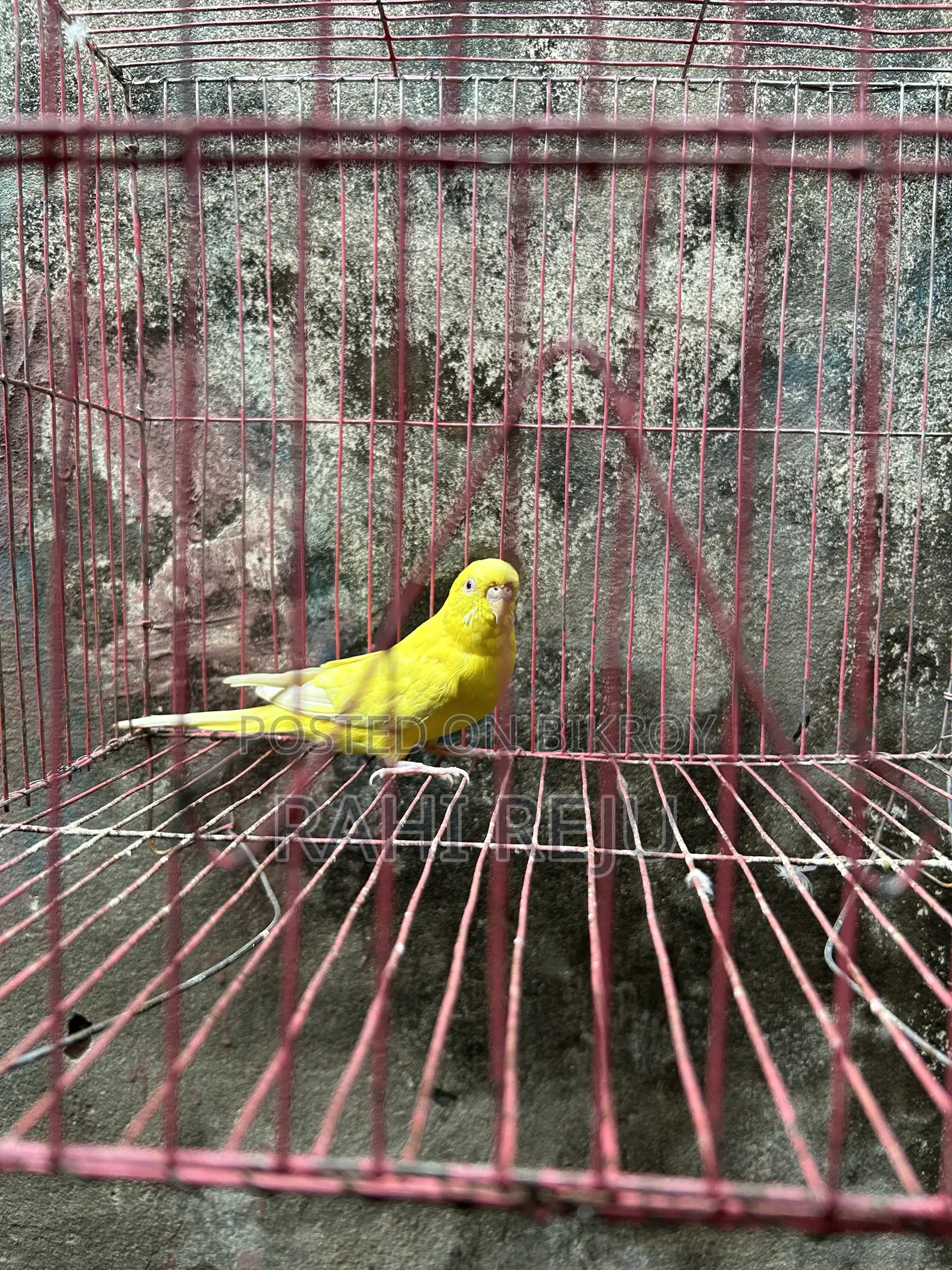 Lutino Running Female Sell or Exchange With Lutino Running Male