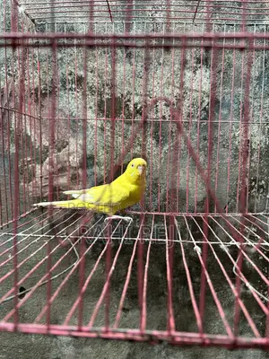 Lutino Running Female Sell or Exchange With Lutino Running Male