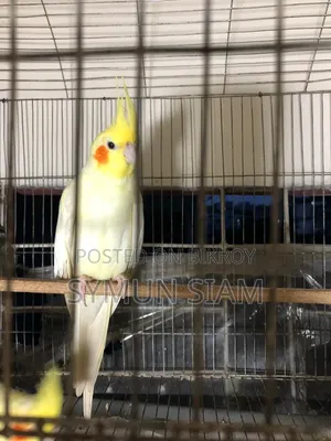 Lutino Red Eye Cockatiel