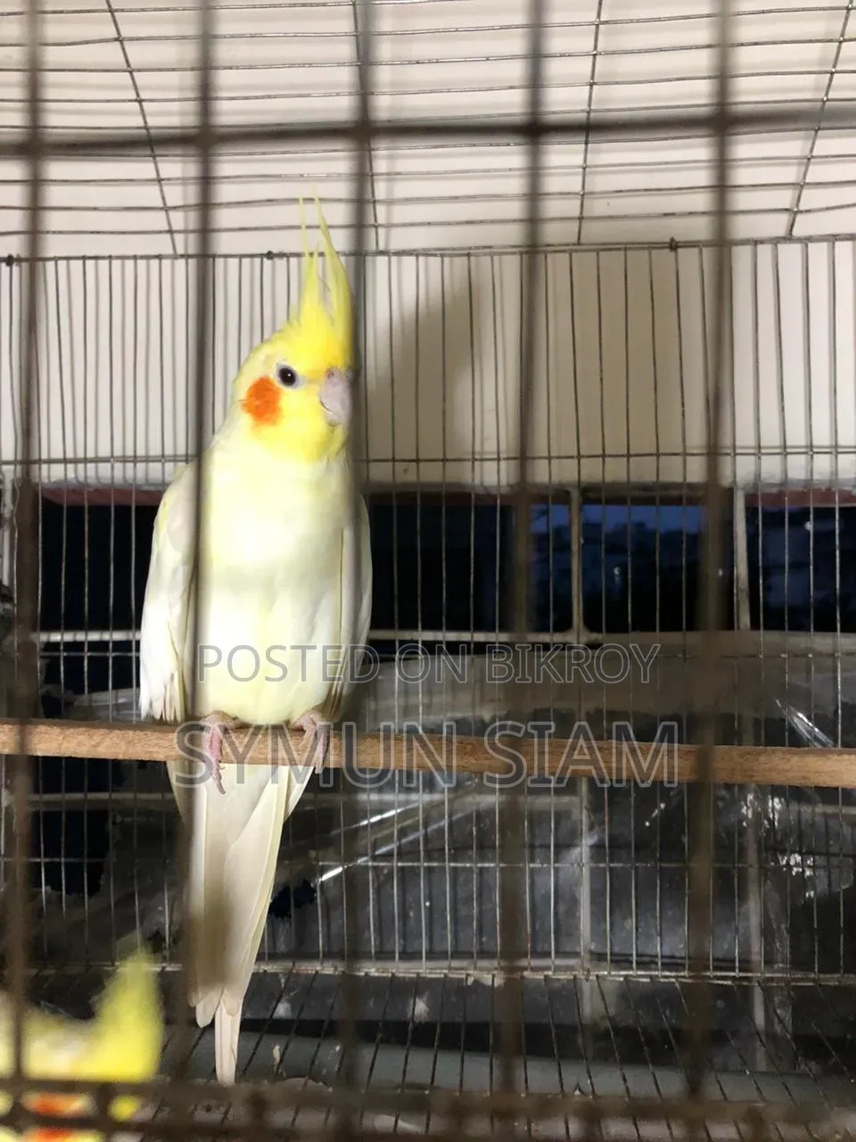 Lutino Red Eye Cockatiel