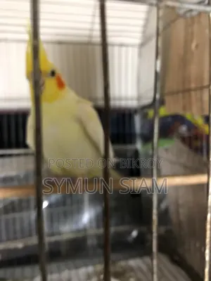 Lutino Red Eye Cockatiel