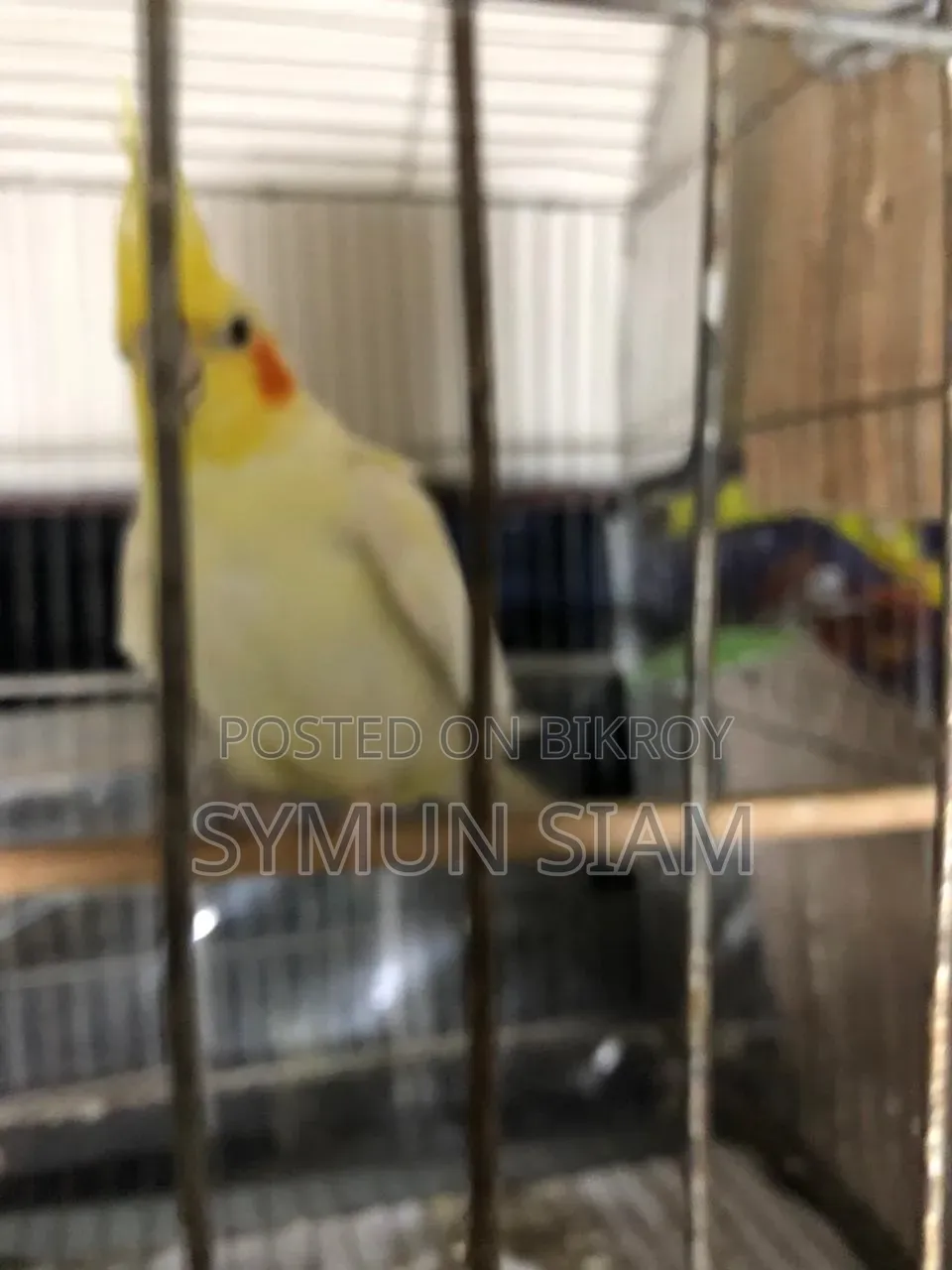 Lutino Red Eye Cockatiel