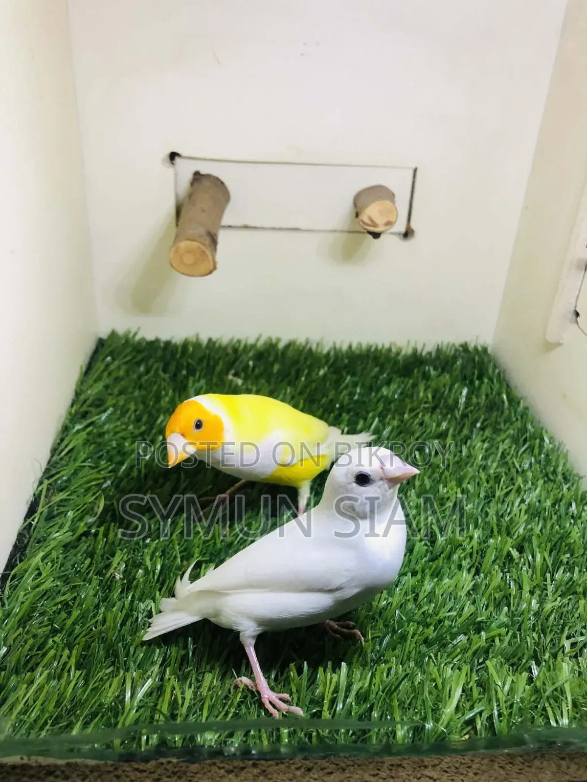 Goldian Finch Pair