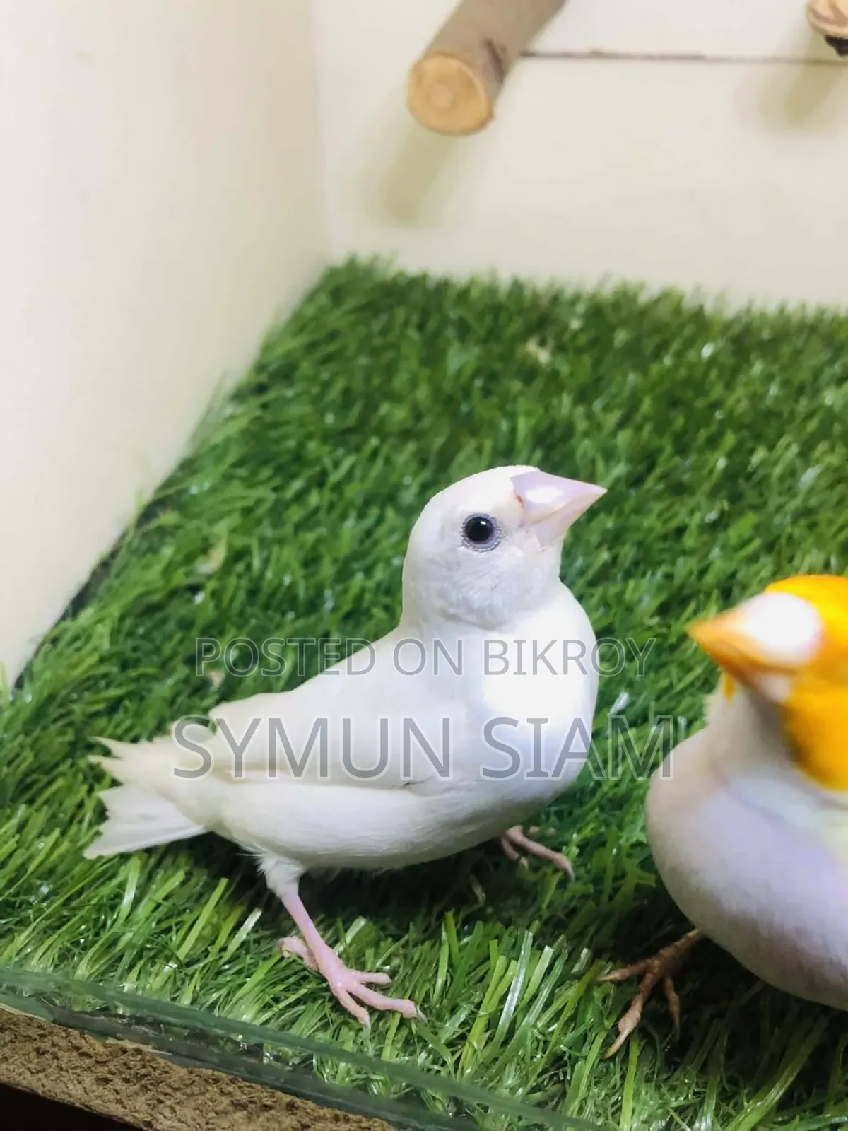 Goldian Finch Pair