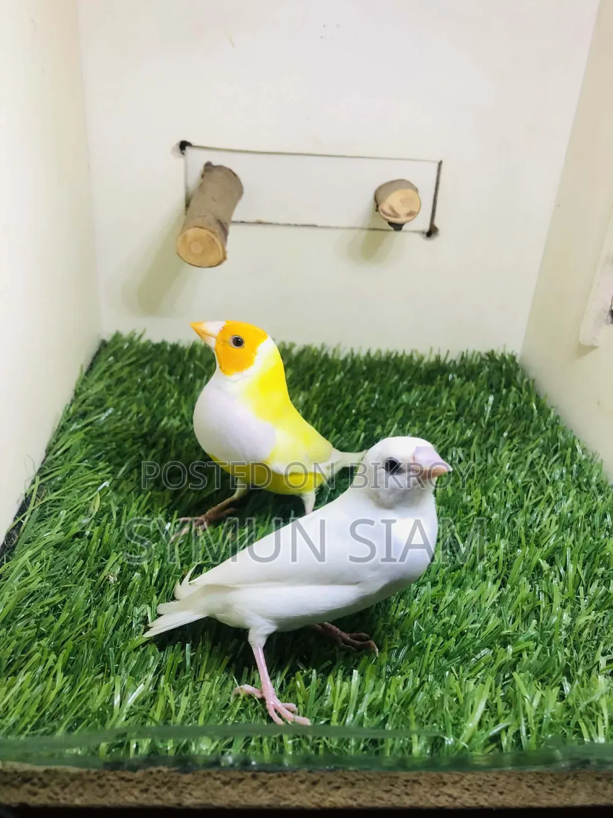 Goldian Finch Pair