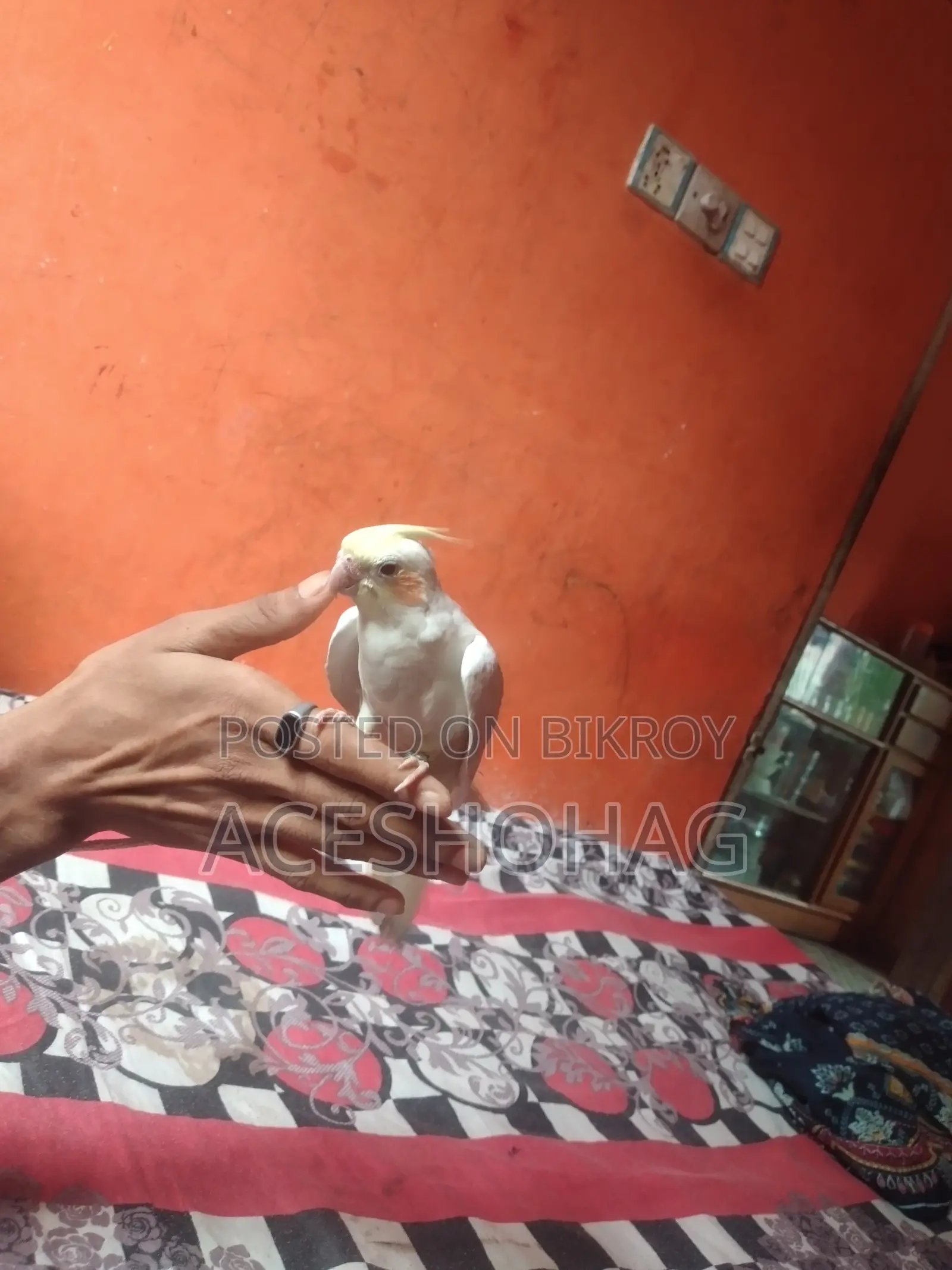Cockatiel for sale