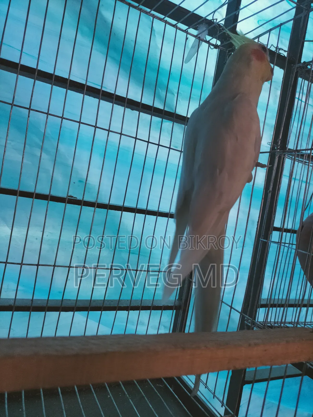 Lutino Cockatiel Male