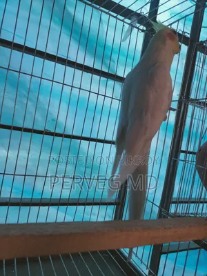 Lutino Cockatiel Male