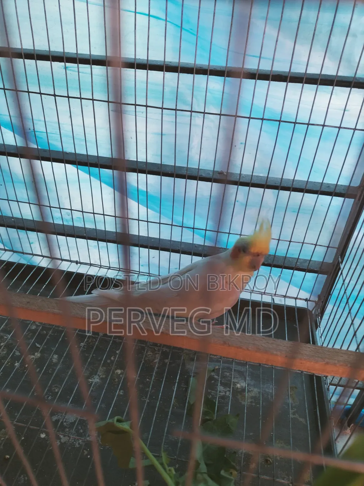 Lutino Cockatiel Male