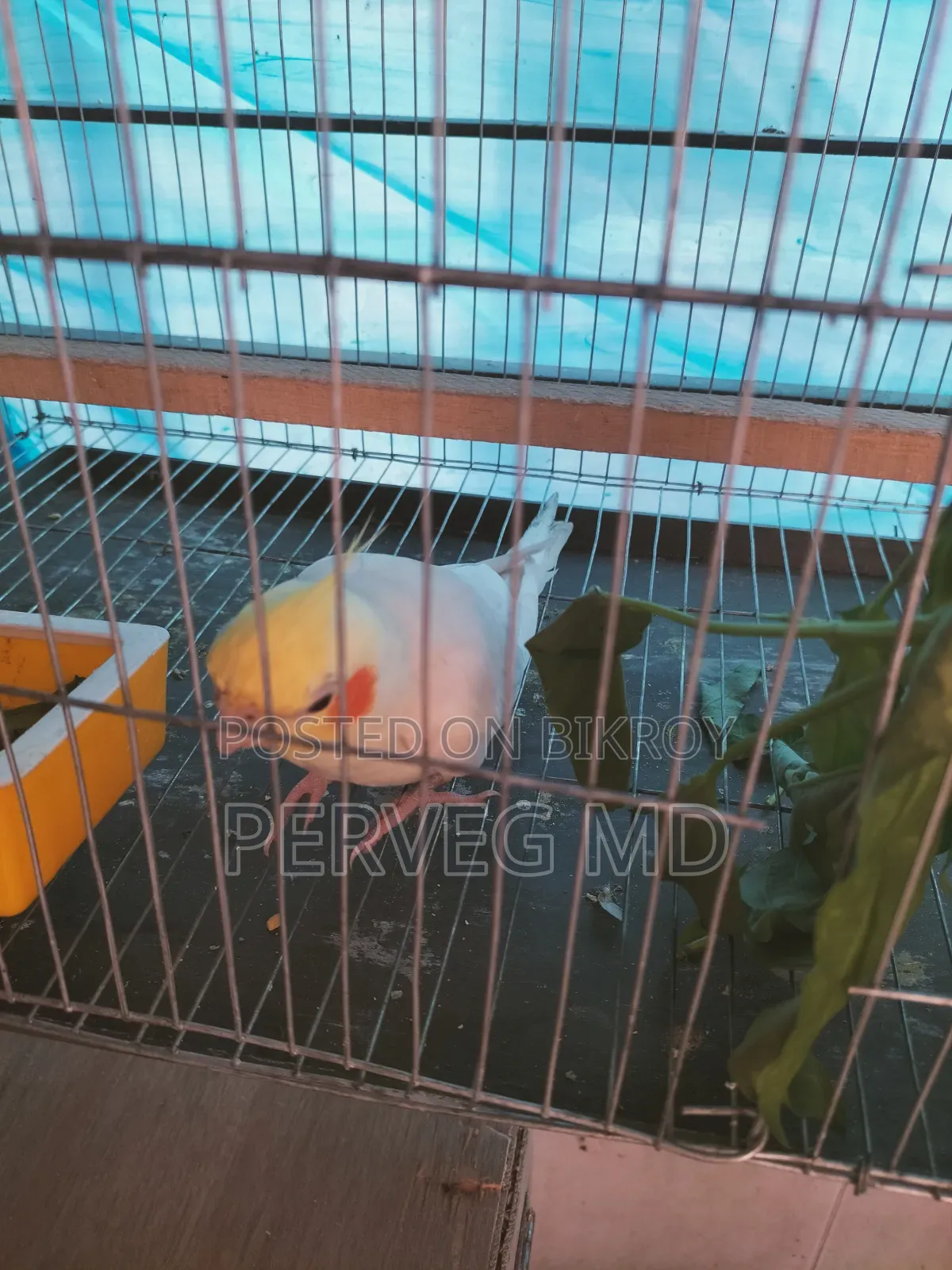Lutino Cockatiel Male