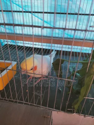 Lutino Cockatiel Male