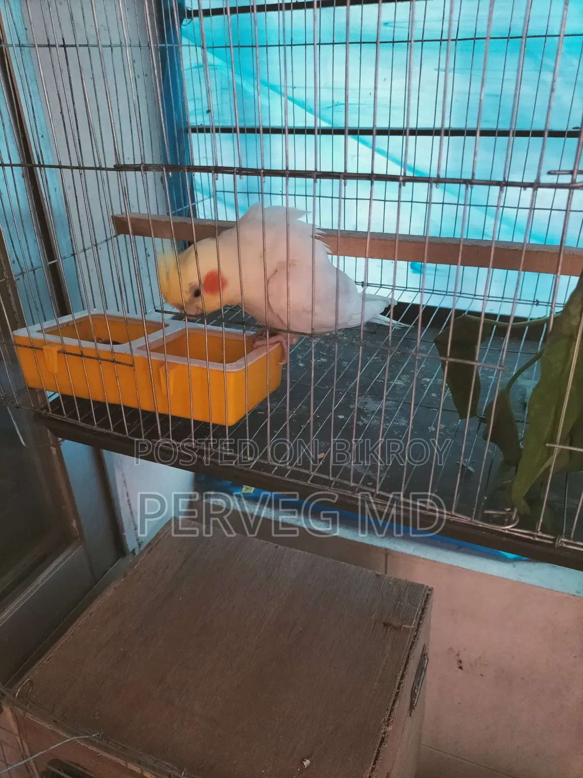Lutino Cockatiel Male