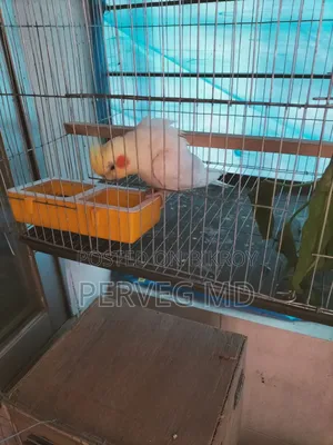 Lutino Cockatiel Male