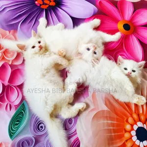 1-3 months Female Purebred Persian