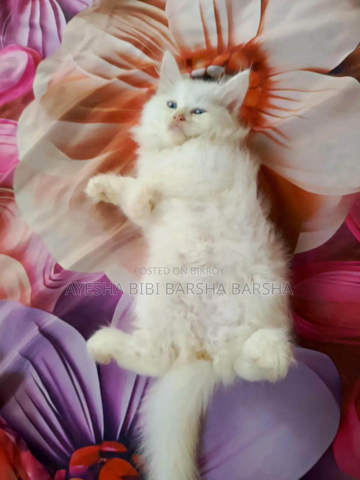 1-3 Months Female Purebred Persian