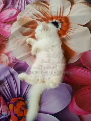 1-3 Months Female Purebred Persian