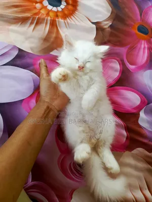 1-3 Months Female Purebred Persian
