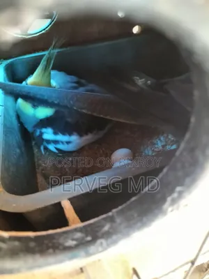 Grey Cockatiel Breeding Pair