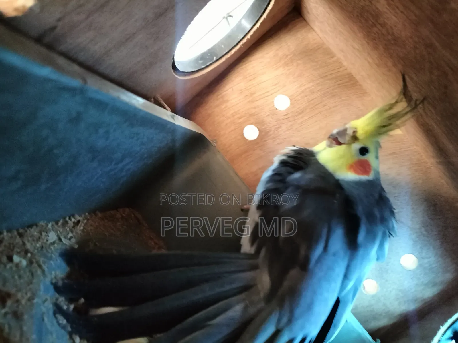 Grey Cockatiel Breeding Pair