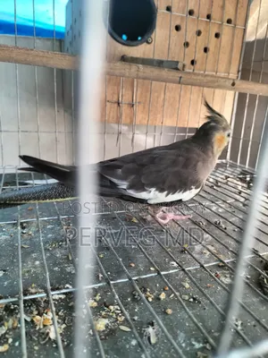 Grey Cockatiel Breeding Pair