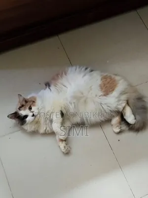 1+ year Female Purebred Persian