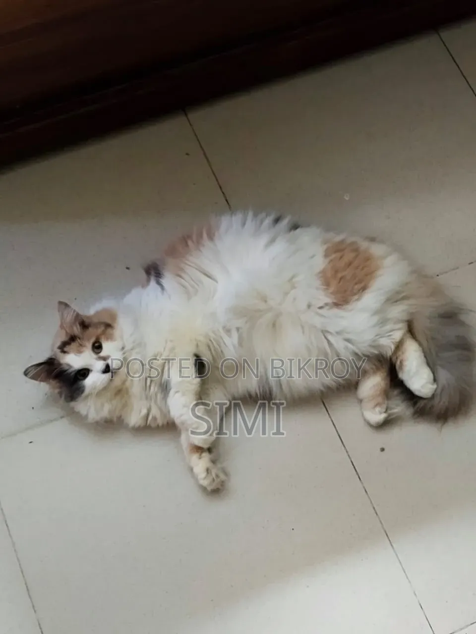 1+ Year Female Purebred Persian