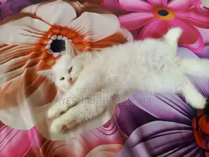 ১-৩ মাসের নর খাঁটি পার্সিয়ান