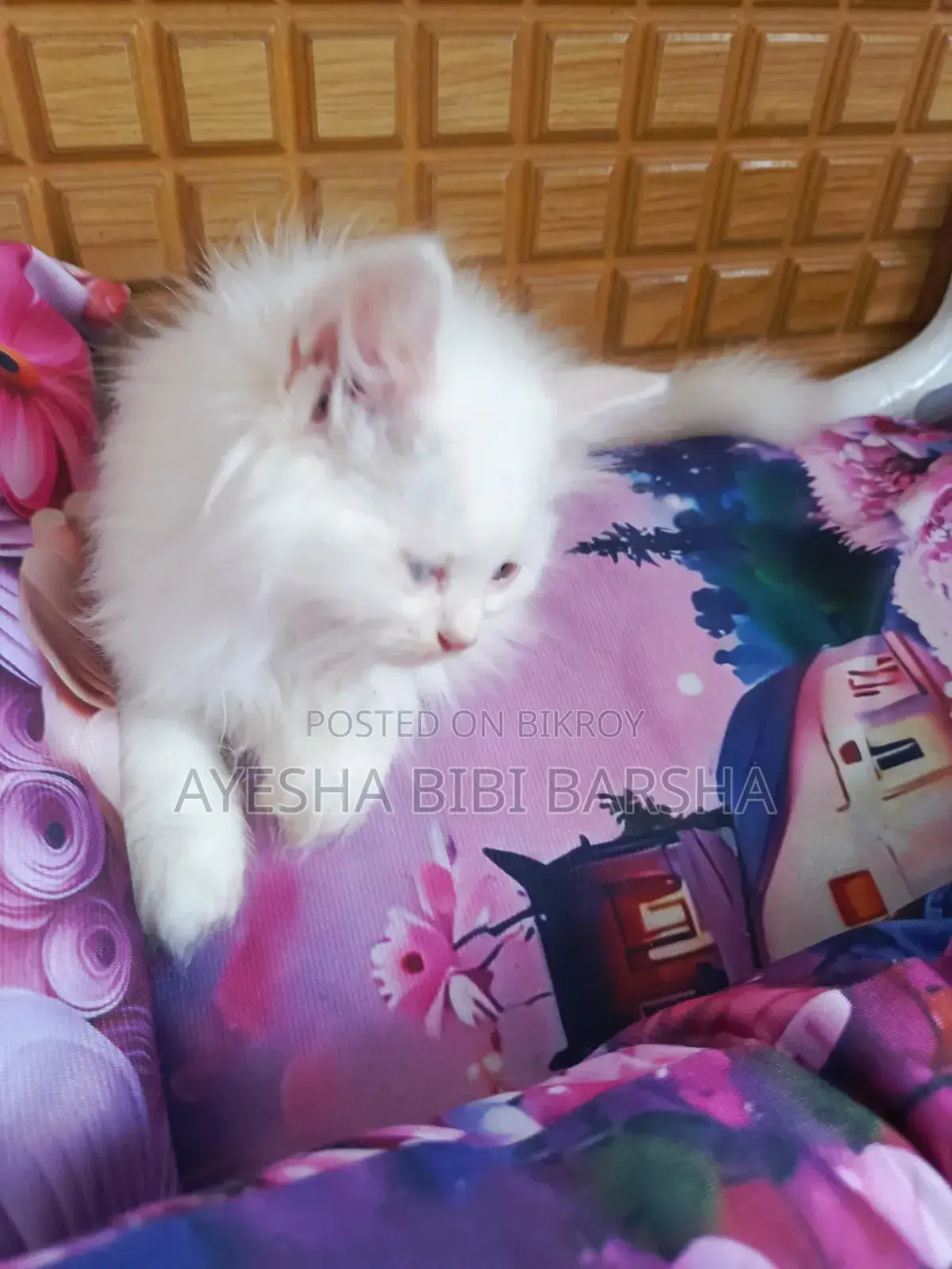 ১-৩ মাসের ফিমেল পিওরব্রেড পার্সিয়ান