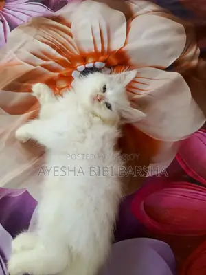 ১-৩ মাসের ফিমেল পিওরব্রেড পার্সিয়ান