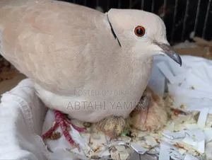 Dove Ghughu Bird