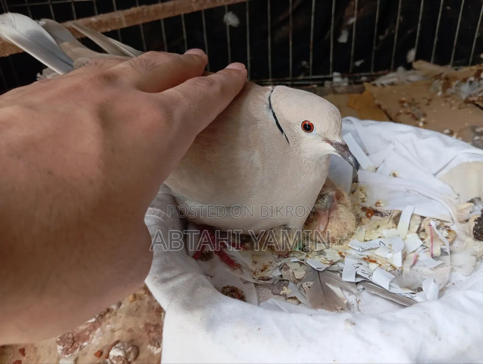 Dove Ghughu Bird