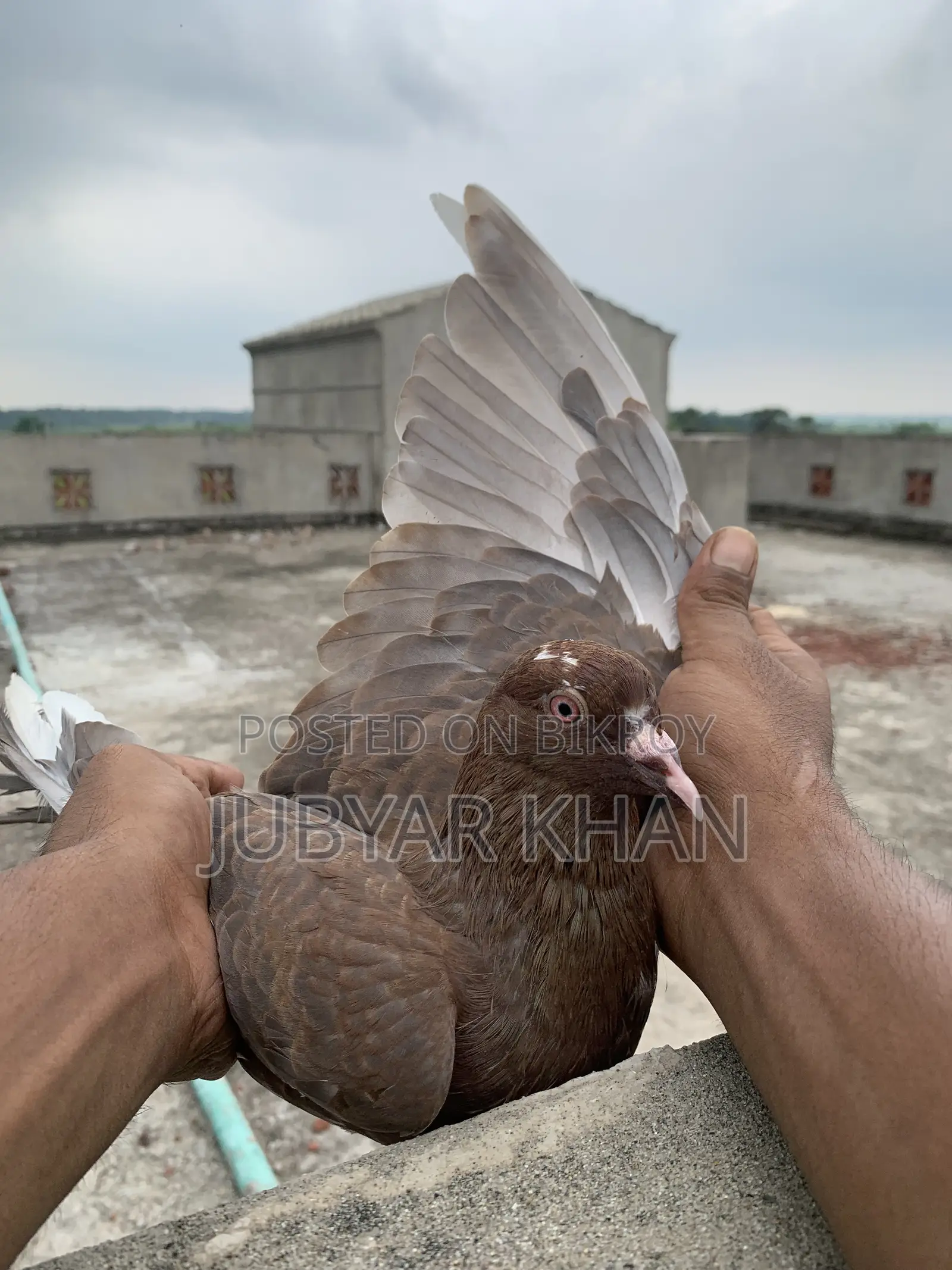 6-feather Choco Pigeon