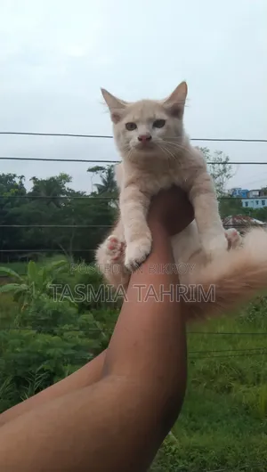 1-3 months Male Purebred Persian