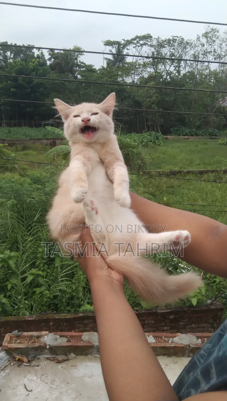1-3 Months Male Purebred Persian