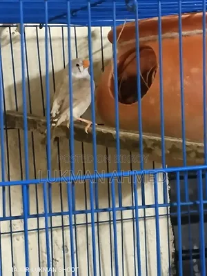 Running Finch Birds for Sale