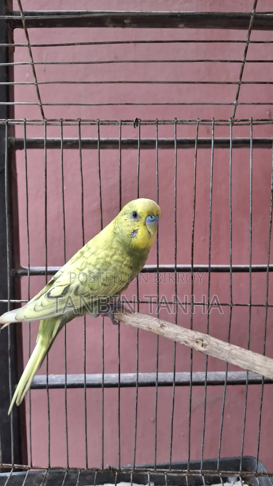 Adult Male Budgie
