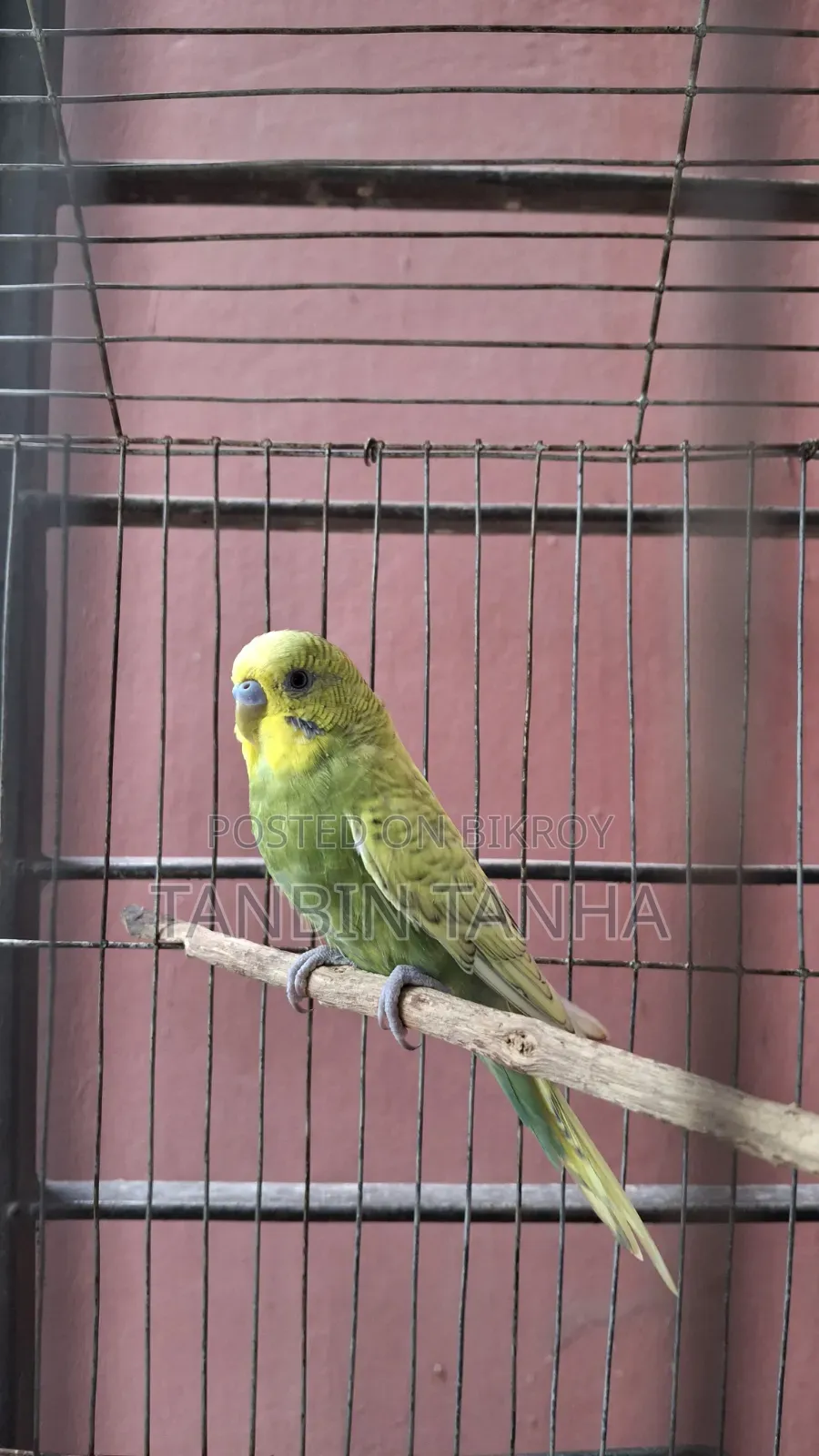 Adult Male Budgie