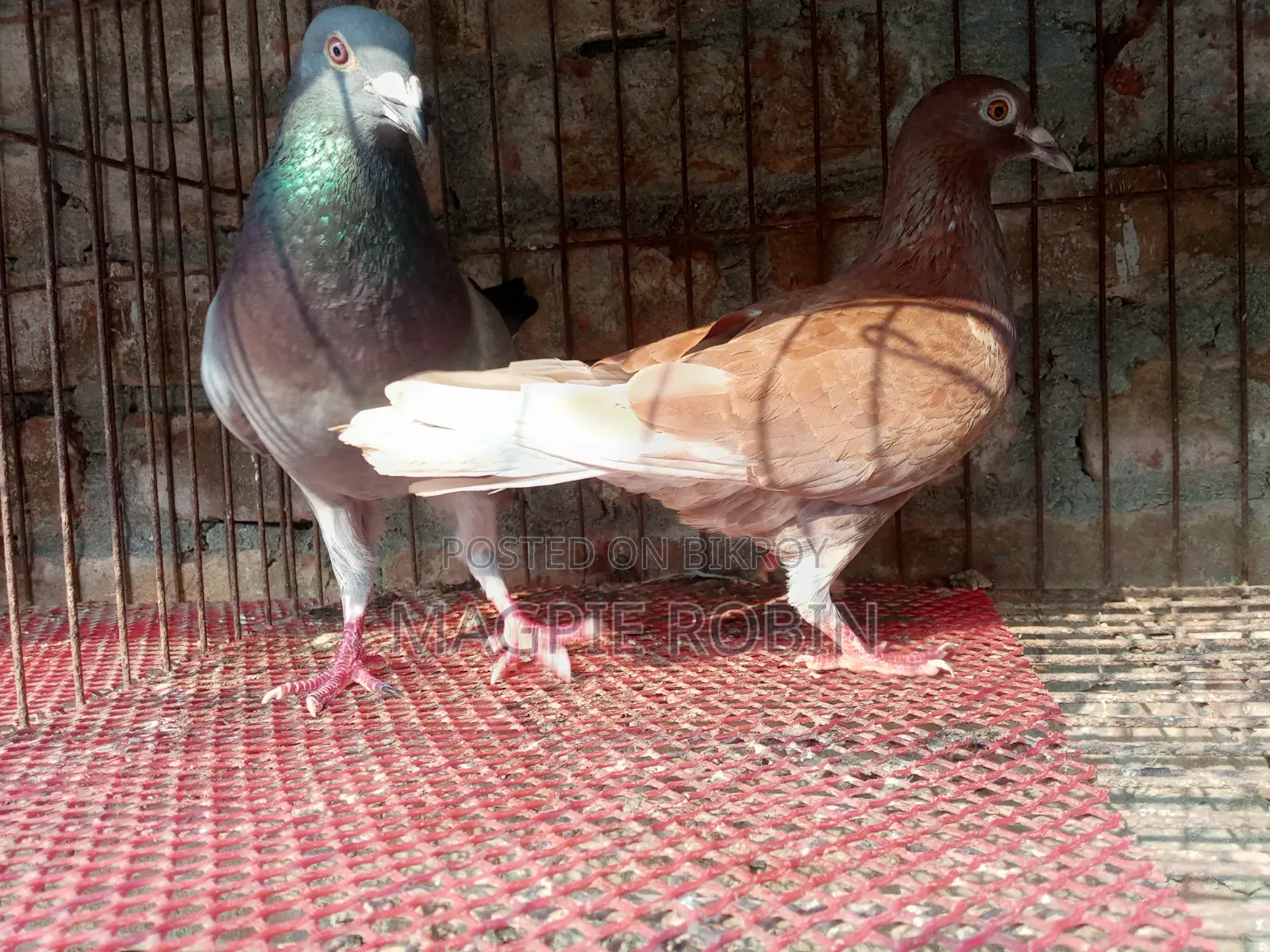 Banja Homa Pigeon for sale