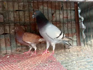 Banja Homa Pigeon for sale