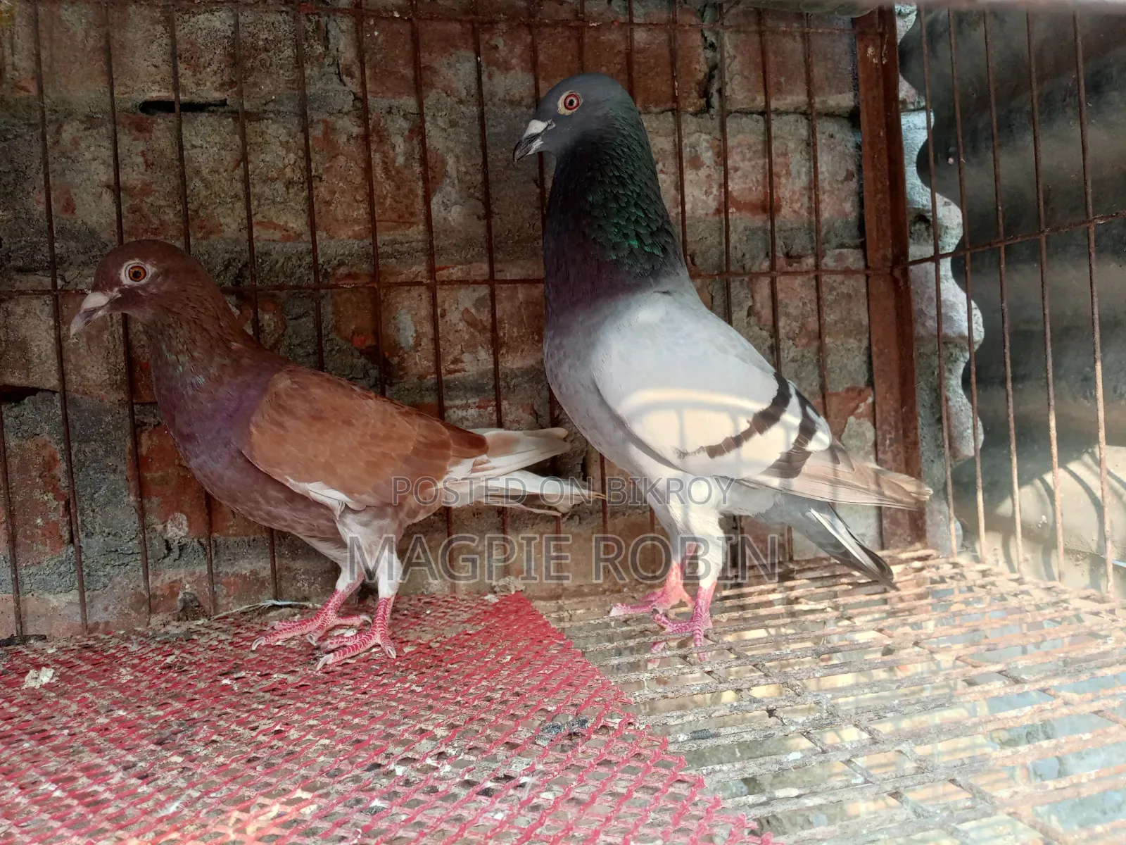Banja Homa Pigeon for sale