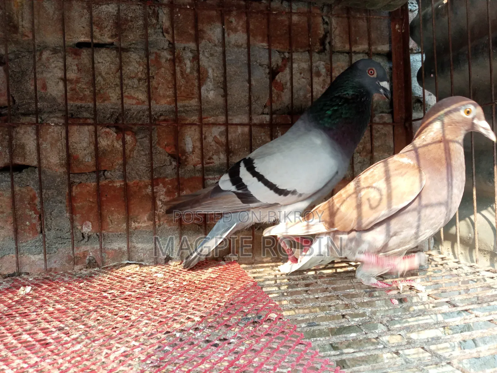 Banja Homa Pigeon for sale