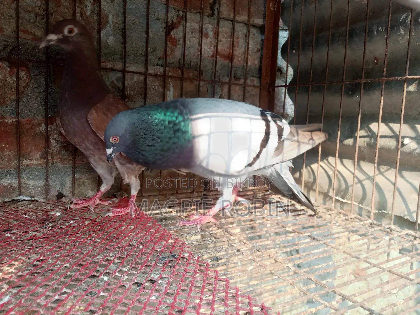 Banja Homa Pigeon for sale