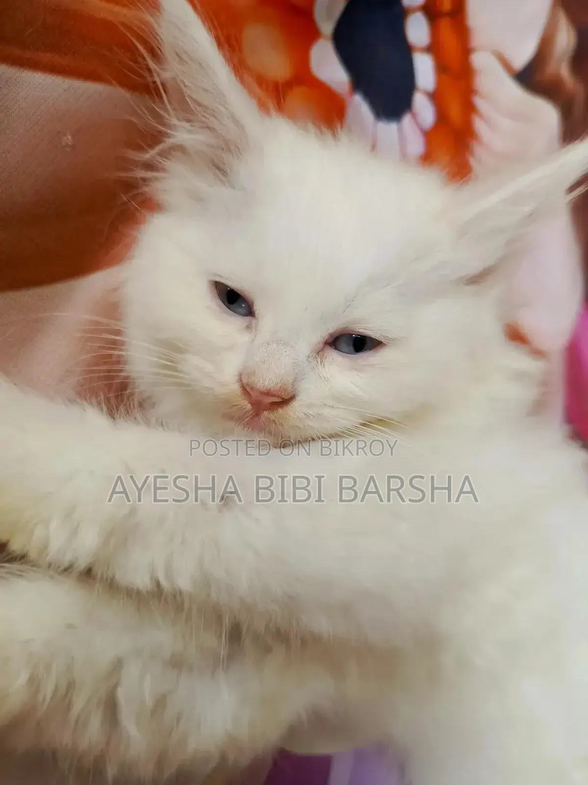 ১-৩ মাসের ফিমেল পিওরব্রেড পার্সিয়ান